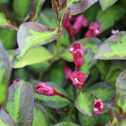 Weigela 'SMNWFBGV'