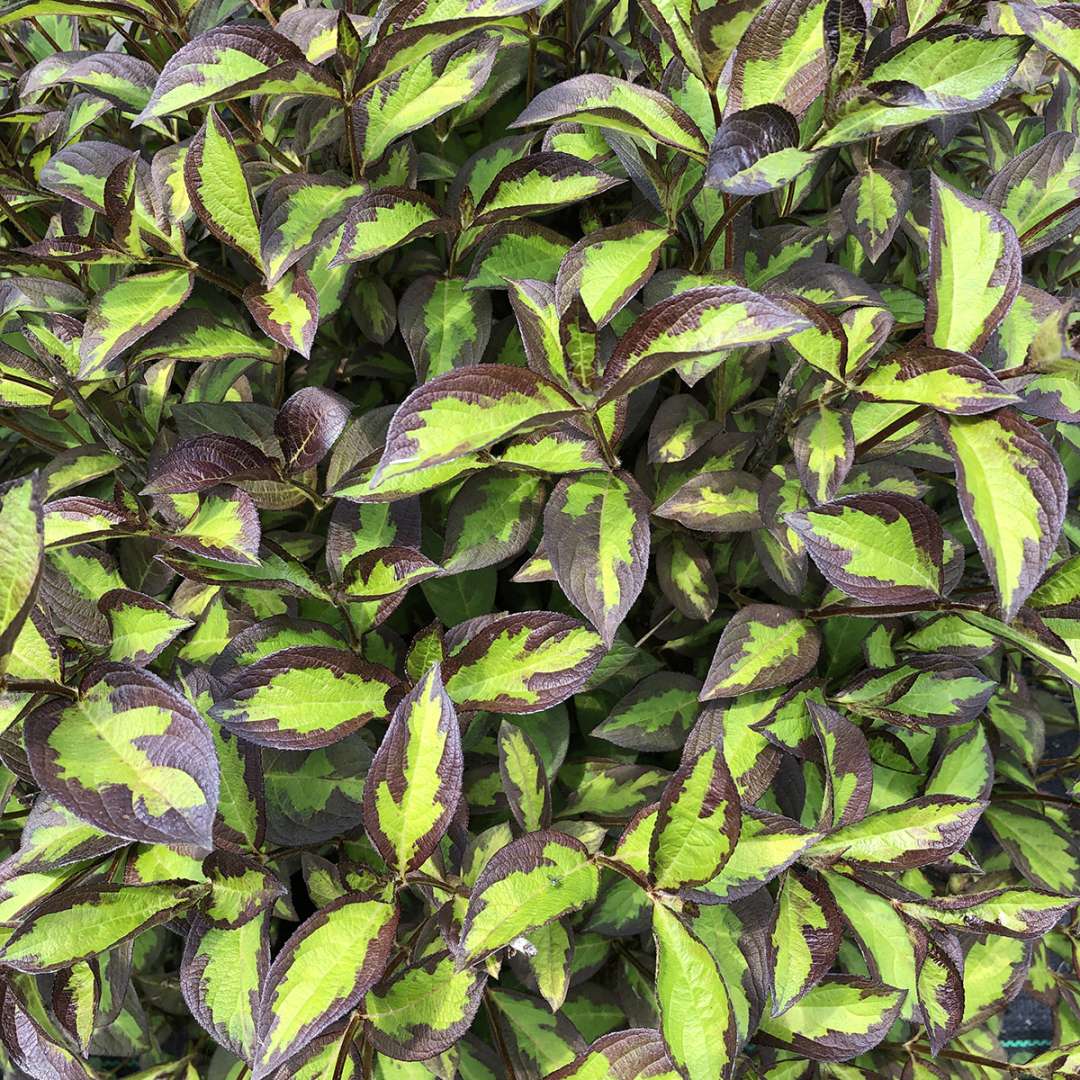 Weigela 'SMNWFBGV'