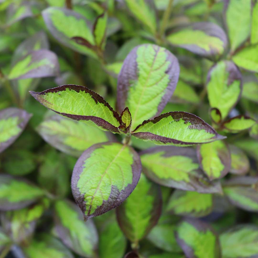 Weigela 'SMNWFBGV'