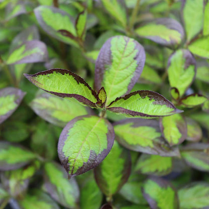 Weigela 'SMNWFBGV'