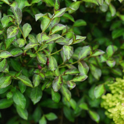 Weigela 'SMNWFBGV'