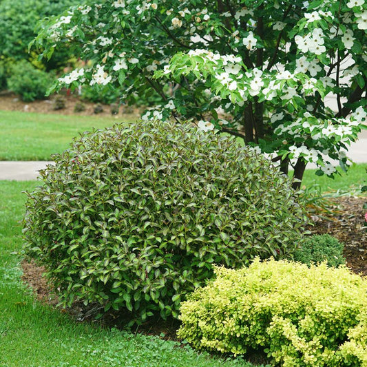 Weigela 'SMNWFBGV'