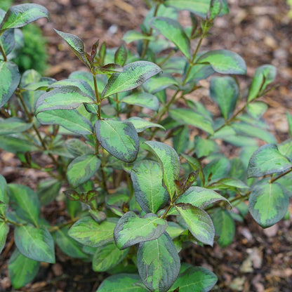 Weigela 'SMNWFBGV'