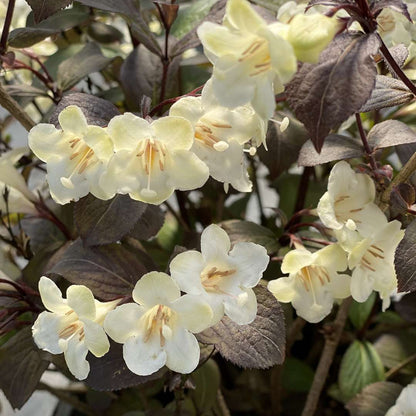 Weigela 'SMNWFGC'
