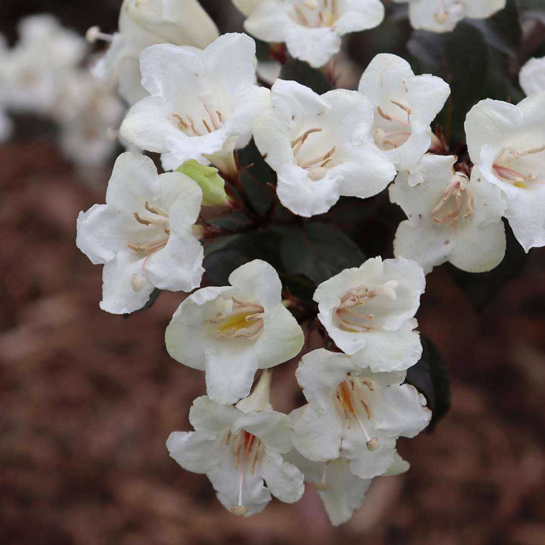 Weigela 'SMNWFGC'