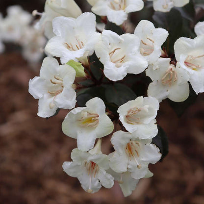 Weigela 'SMNWFGC'