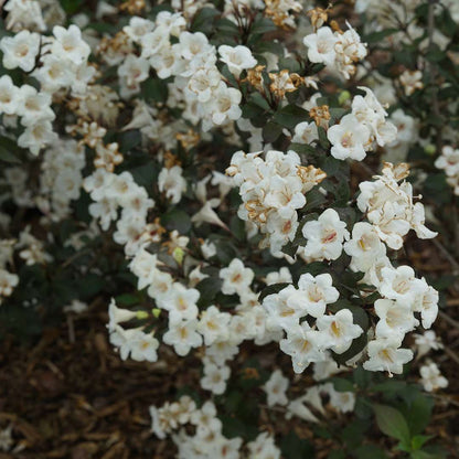 Weigela 'SMNWFGC'