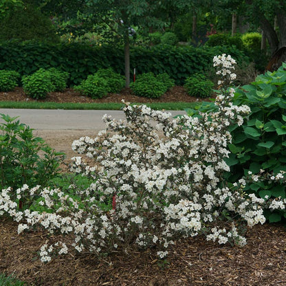 Weigela 'SMNWFGC'