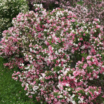 Weigela 'VUKOZGemini'