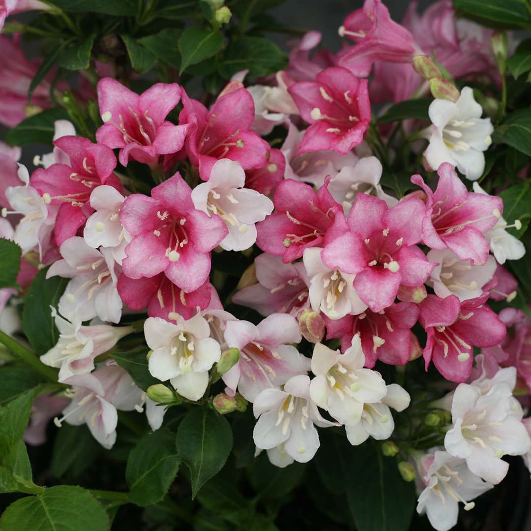Weigela 'VUKOZGemini'