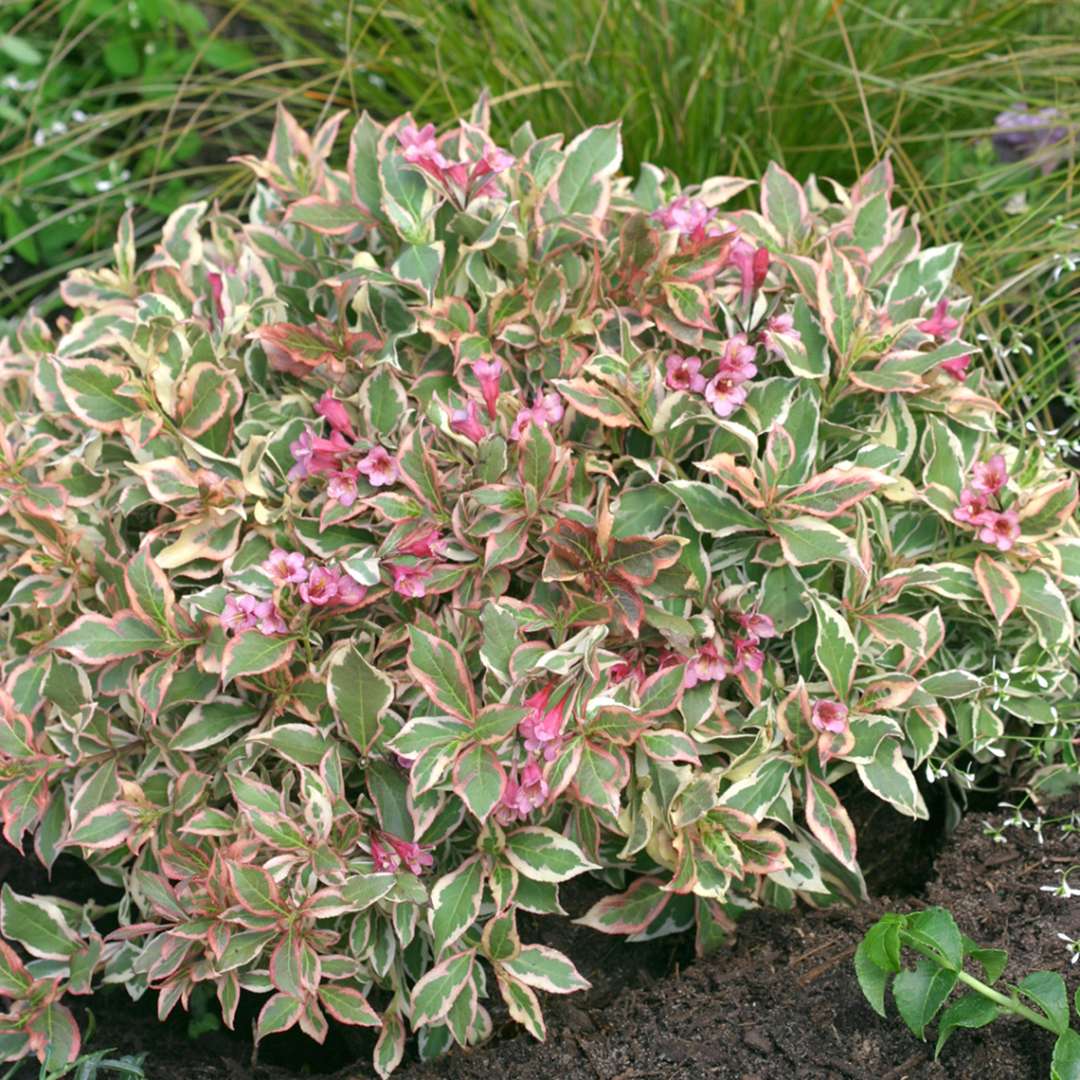 Weigela 'Verweig'
