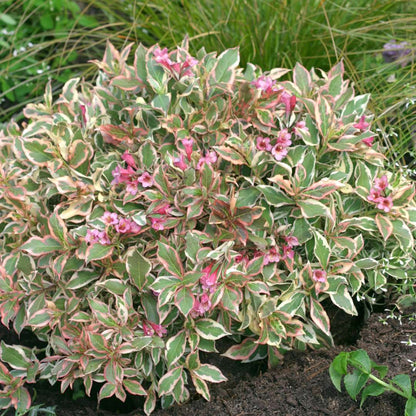 Weigela 'Verweig'