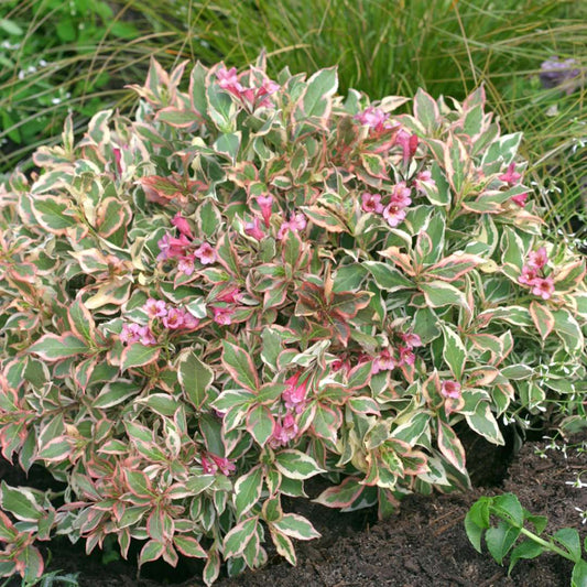 Weigela 'Verweig'