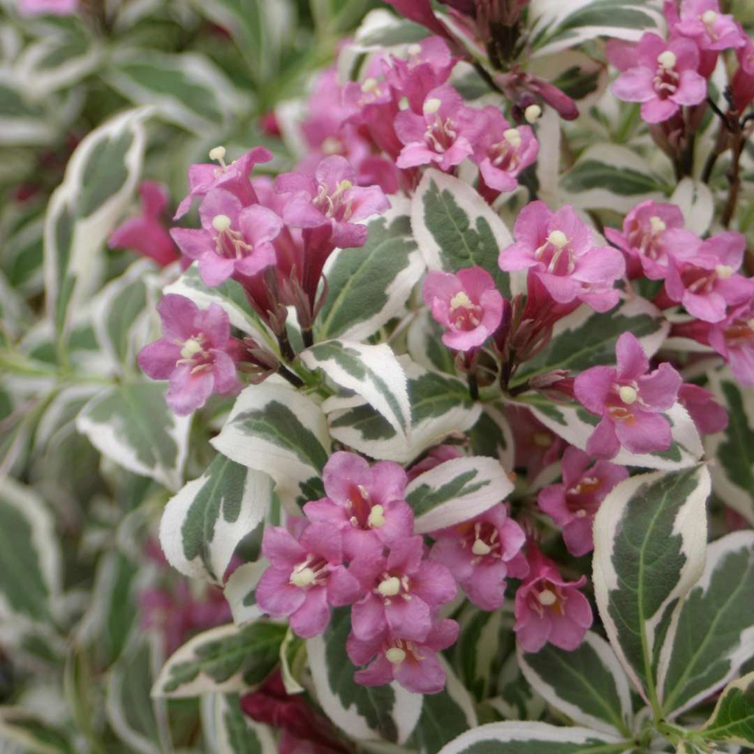 Weigela 'Verweig'