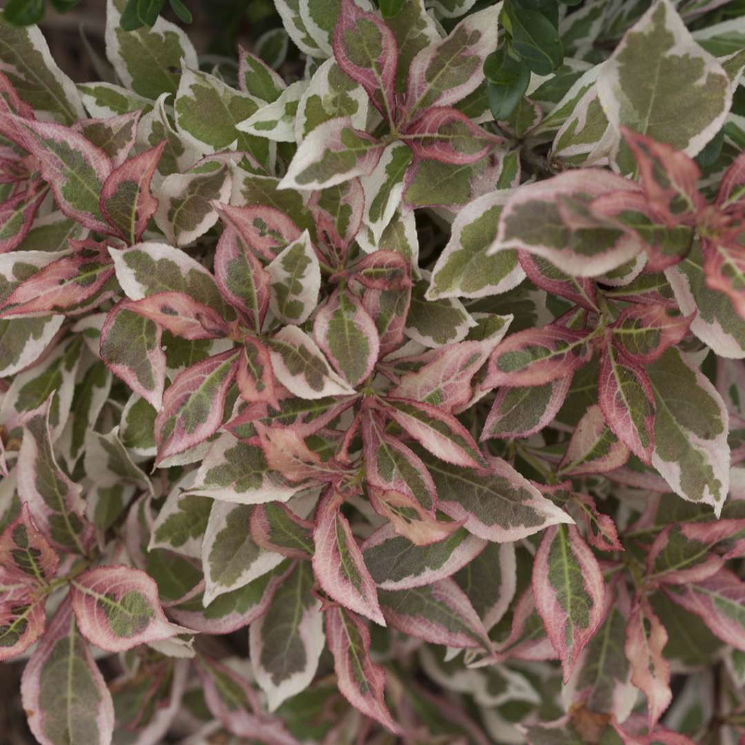 Weigela 'Verweig'