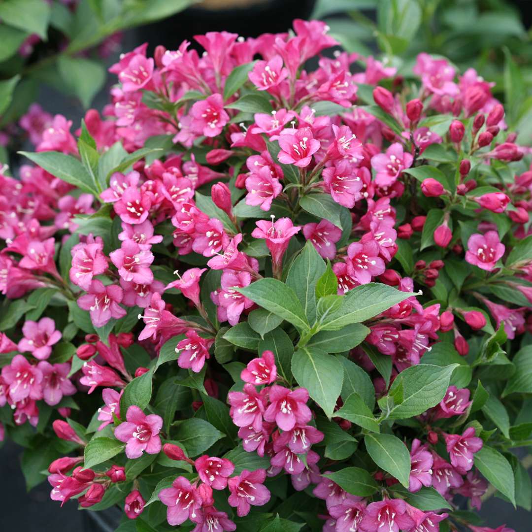 Weigela - Reblooming - SNIPPET Dark Pink