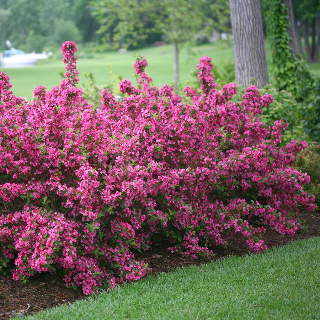 Weigela - Reblooming - SONIC BLOOM Pink