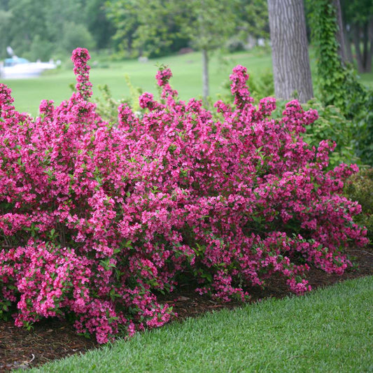 Weigela - Reblooming - SONIC BLOOM Pink