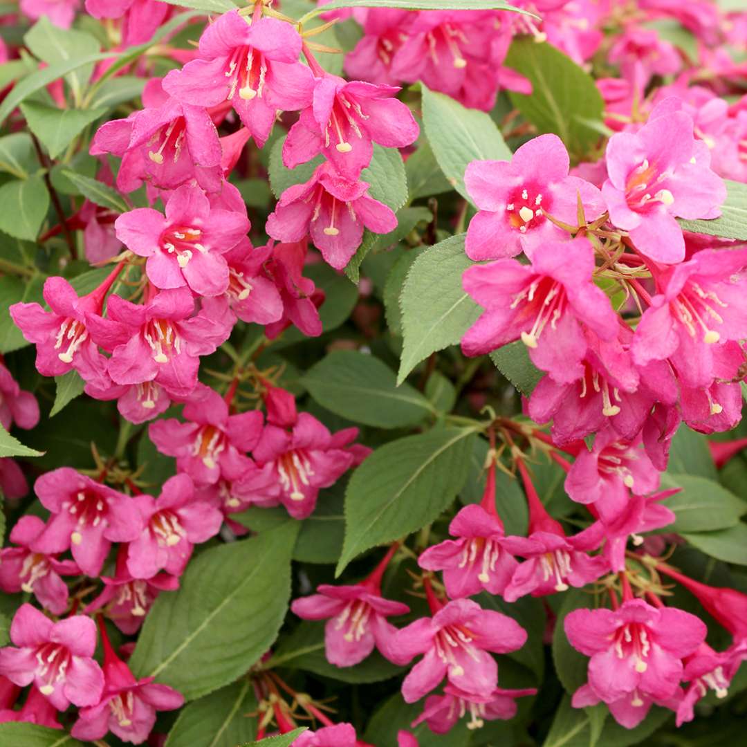 Weigela - Reblooming - SONIC BLOOM Pink