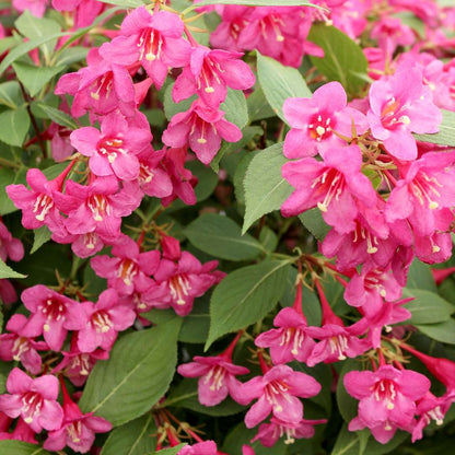 Weigela - Reblooming - SONIC BLOOM Pink