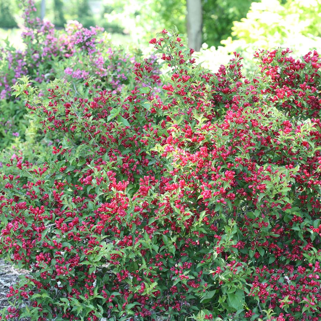 Weigela - Reblooming - SONIC BLOOM Red