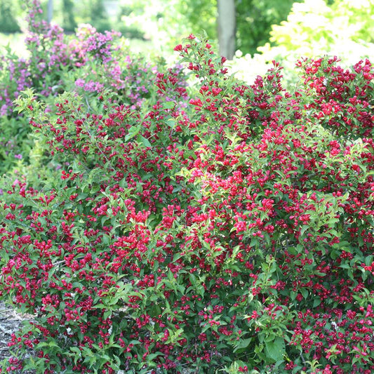 Weigela - Reblooming - SONIC BLOOM Red