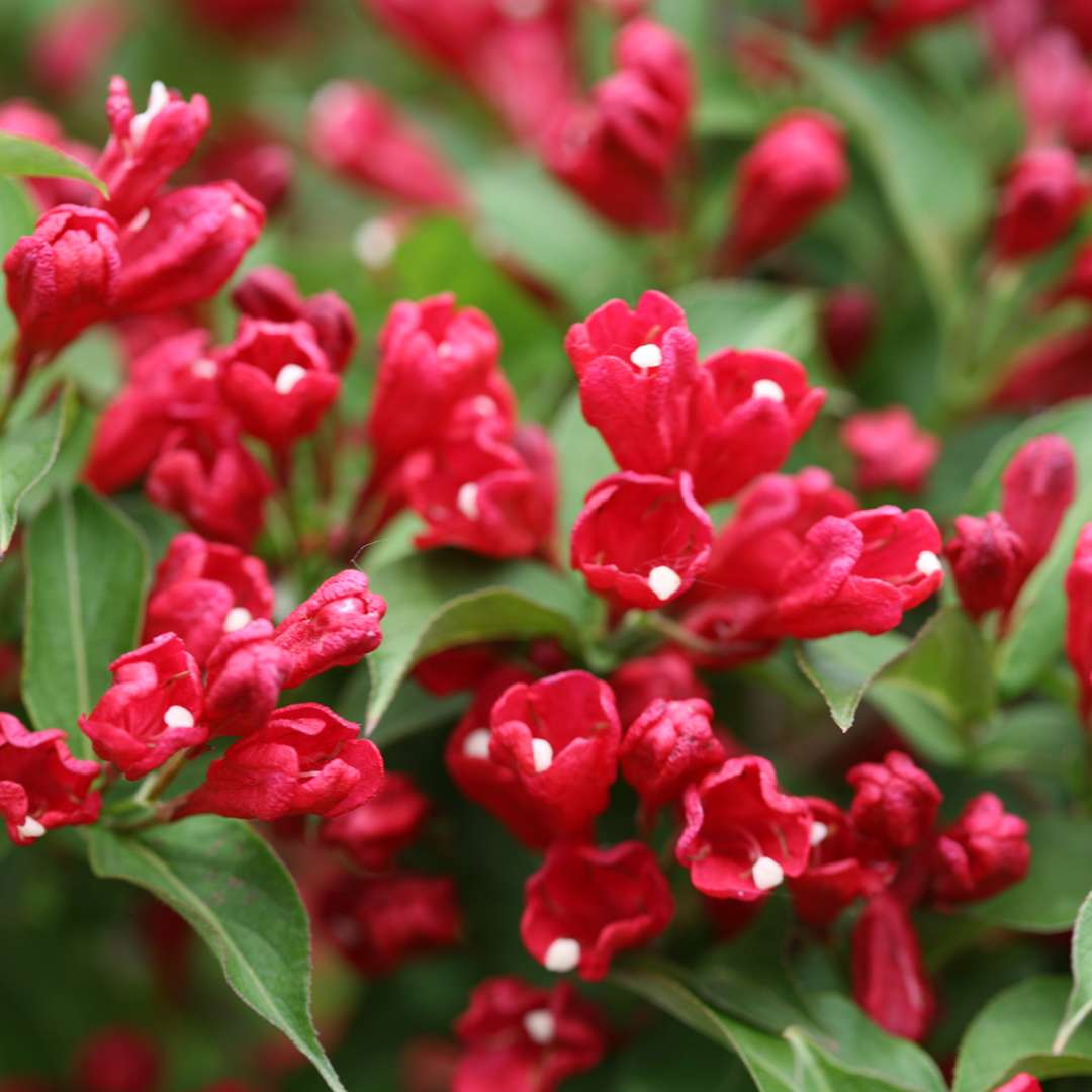 Weigela - Reblooming - SONIC BLOOM Red