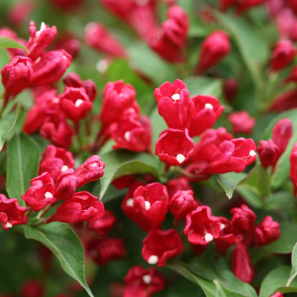 Weigela - Reblooming - SONIC BLOOM Red