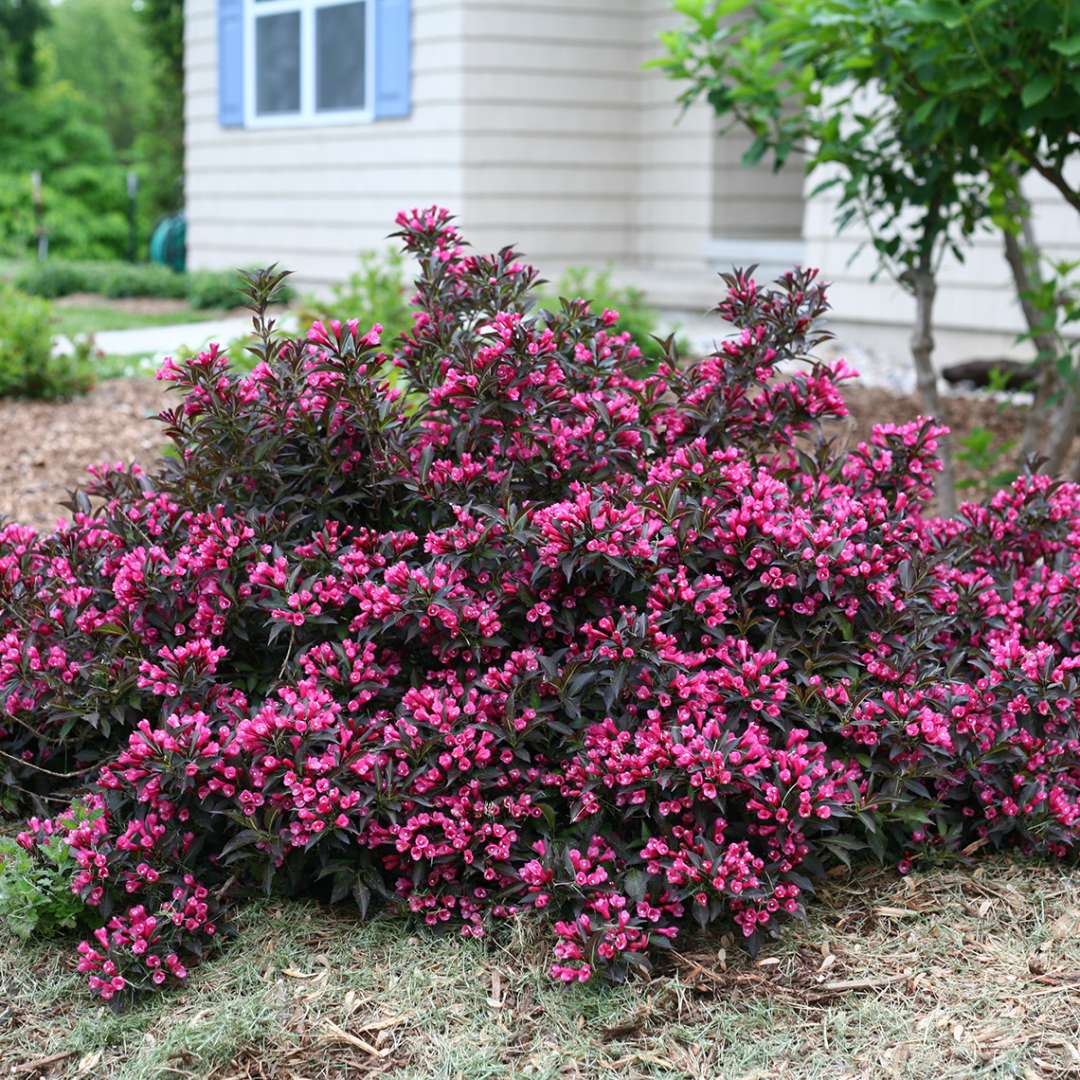 Weigela 'Bokraspiwi'