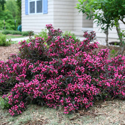 Weigela 'Bokraspiwi'