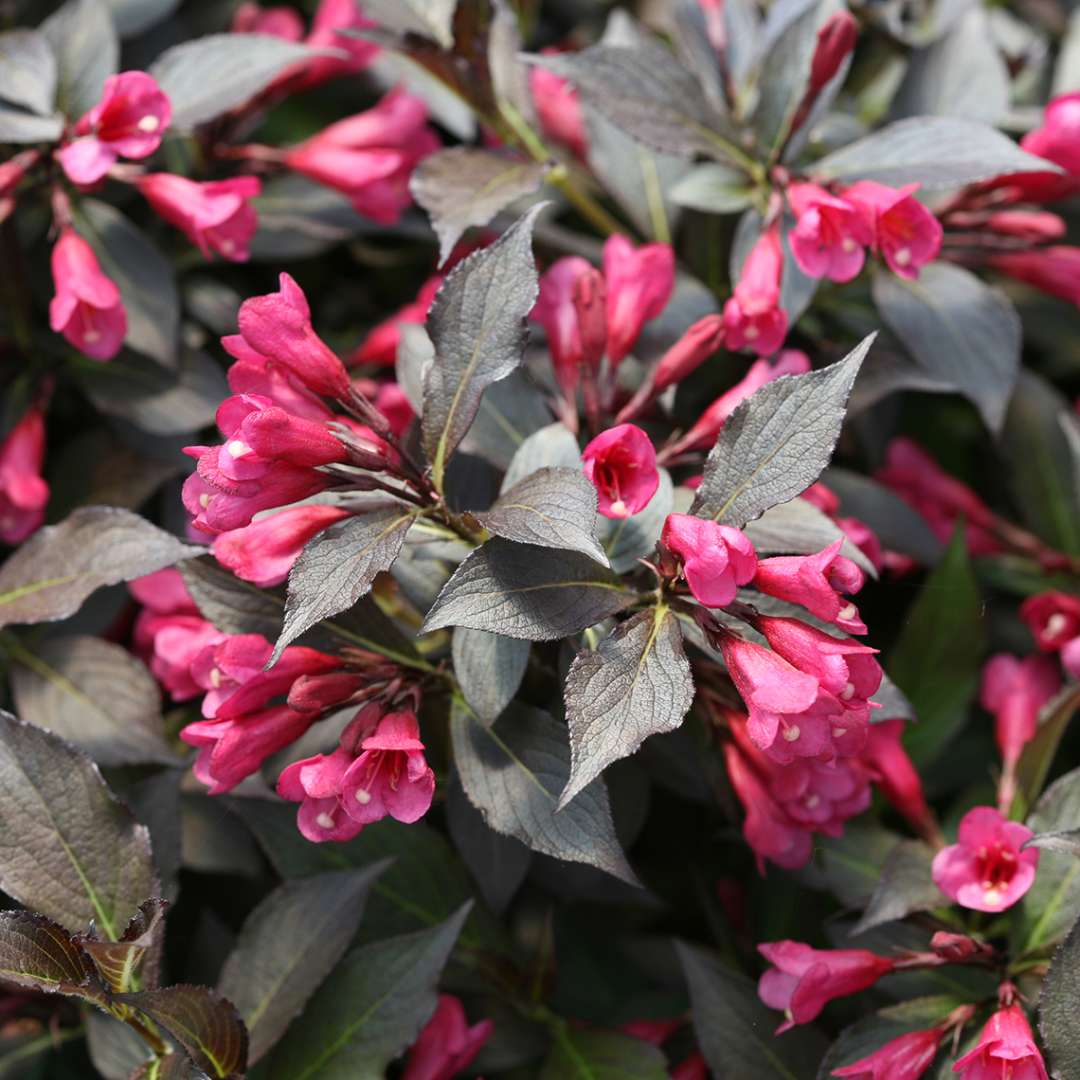 Weigela 'Bokraspiwi'