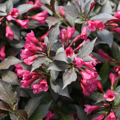 Weigela 'Bokraspiwi'