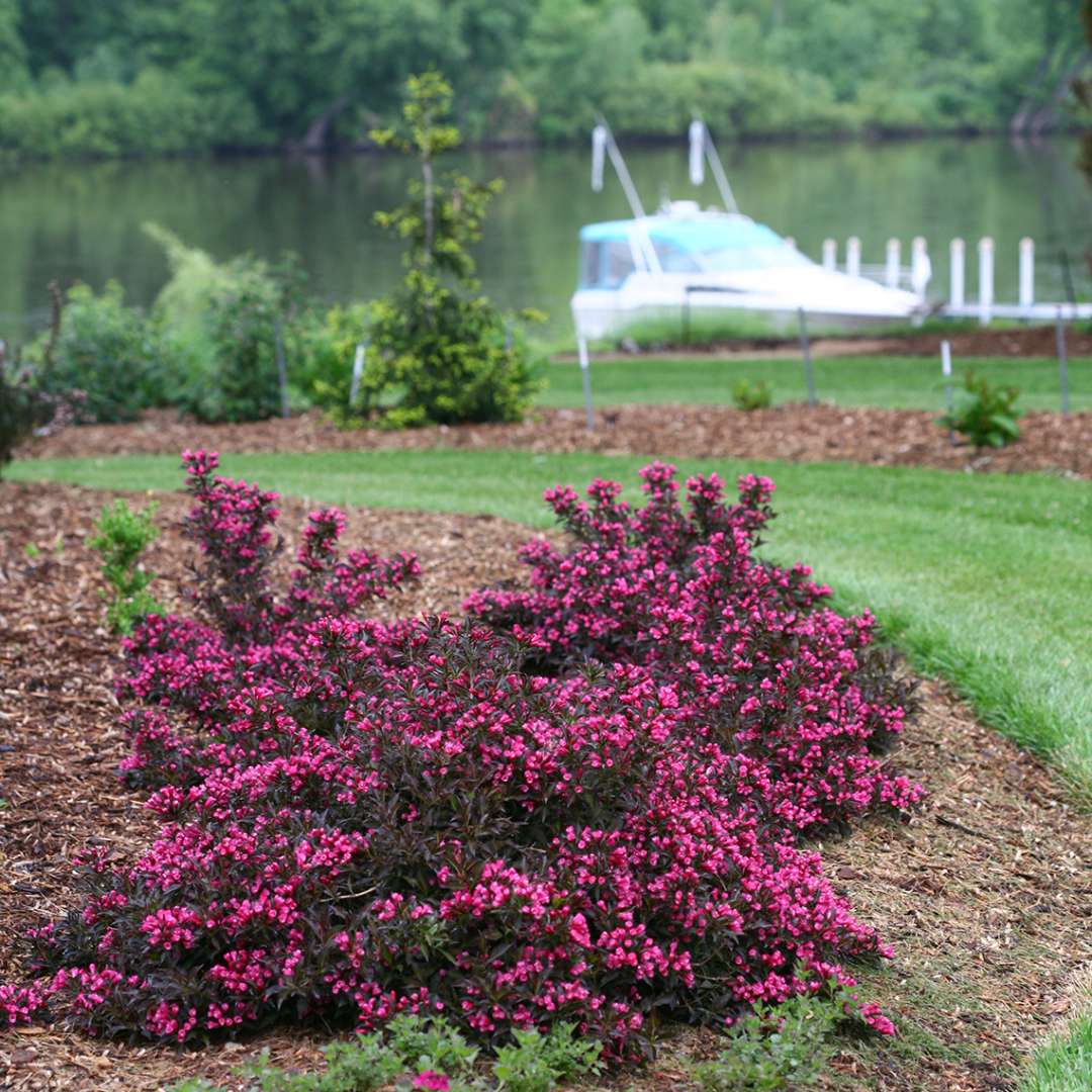 Weigela 'Bokraspiwi'