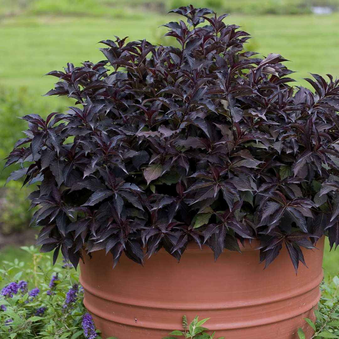 Weigela 'Bokraspiwi'