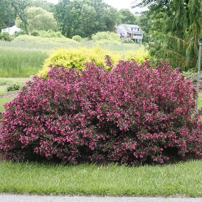 Weigela 'Alexandra'