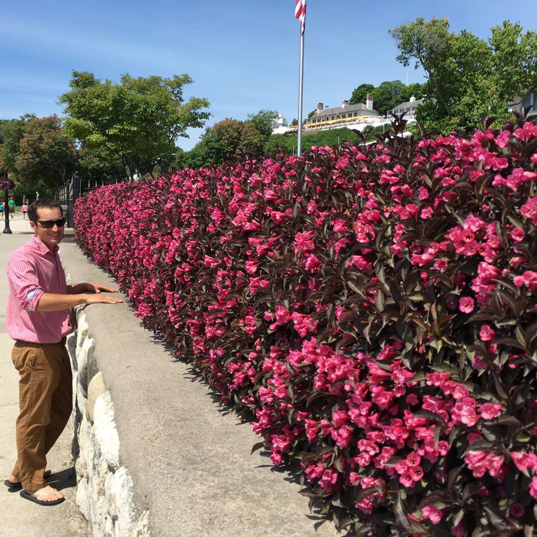 Weigela 'Alexandra'