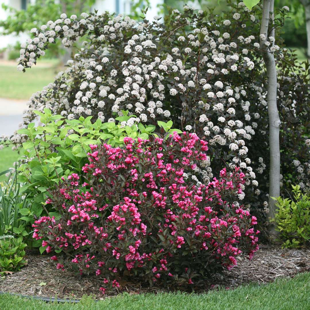 Weigela 'Alexandra'