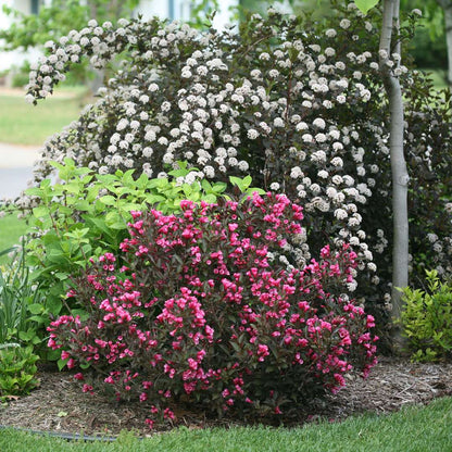 Weigela 'Alexandra'