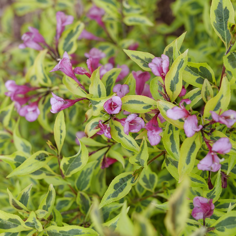 Weigela 'FLORACLAR'