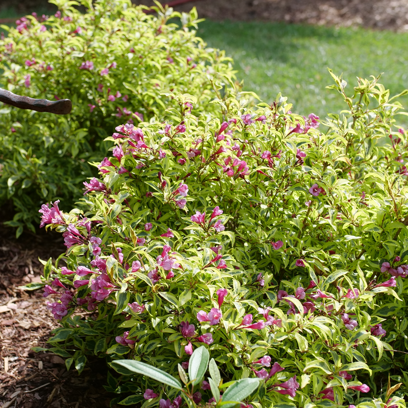 Weigela 'FLORACLAR'