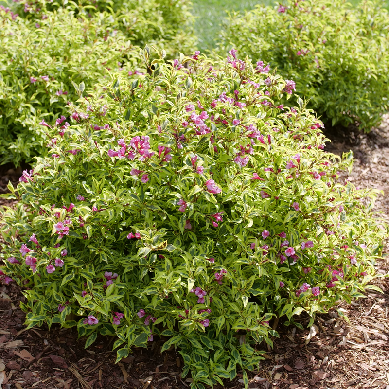 Weigela 'FLORACLAR'