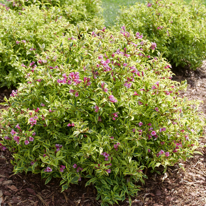 Weigela 'FLORACLAR'