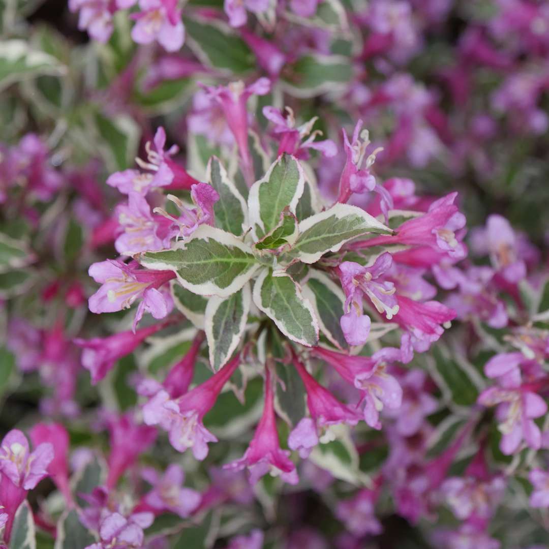 Weigela 'Verweig8'