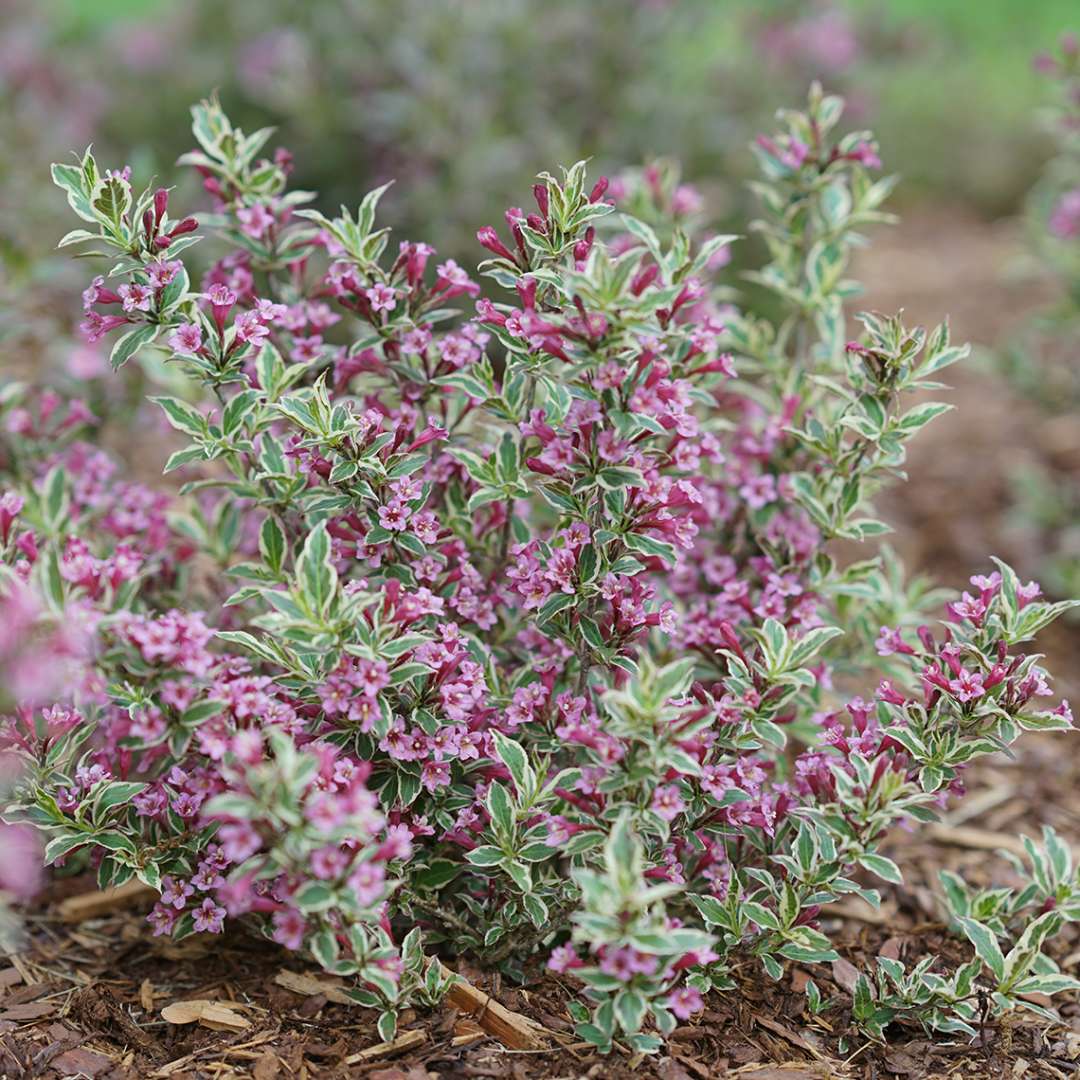 Weigela 'Verweig8'