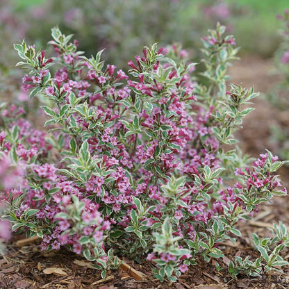 Weigela 'Verweig8'