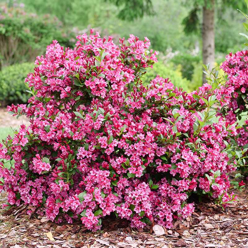 Weigela 'SMNW9RB'