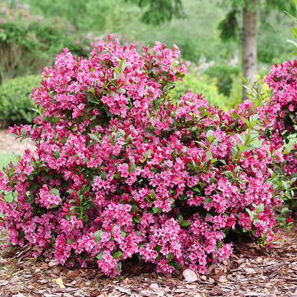 Weigela 'SMNW9RB'