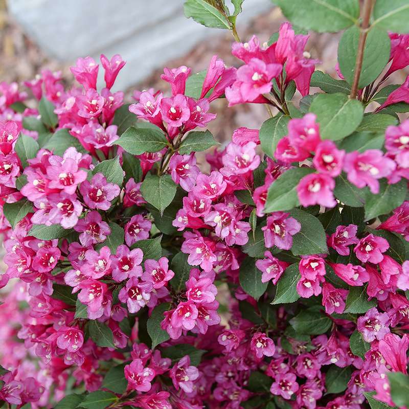 Weigela 'SMNW9RB'