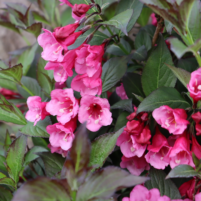 Reblooming Weigela - SONIC BLOOM Wine