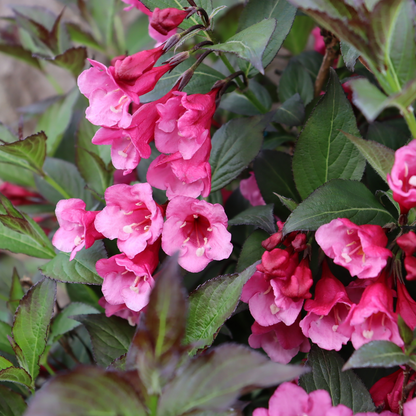 Reblooming Weigela - SONIC BLOOM Wine